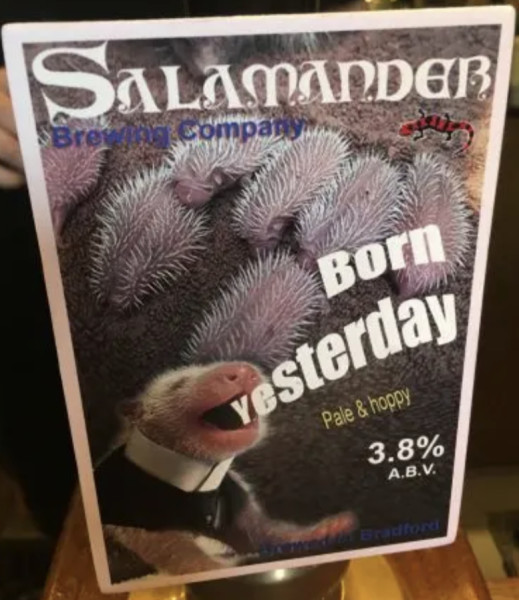 Salamander Born Yesterday