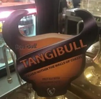 Pied Bull Tangibull