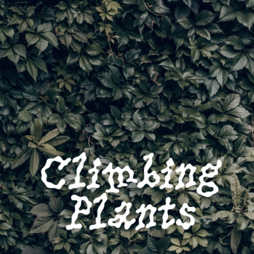 Zagovor Brewery Climbing Plants