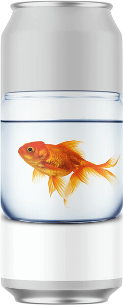 Stillwater Goldfish