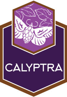 Jack's Abby Craft Lagers Calyptra - Double Dry Hopped