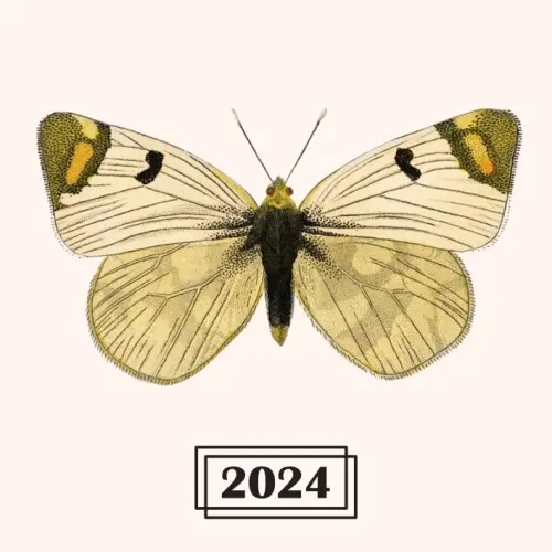 Brasserie Effet Papillon Petite Brett (2024)