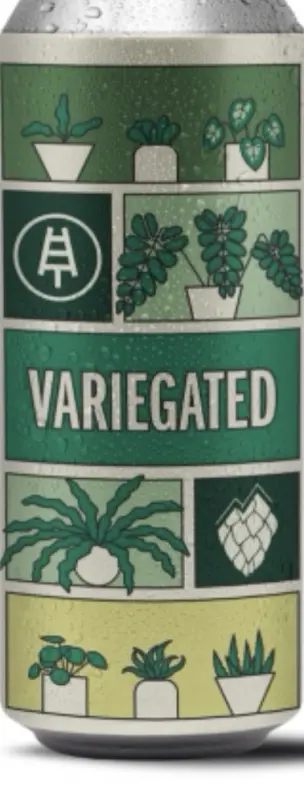 Austin Street Brewery Variegated