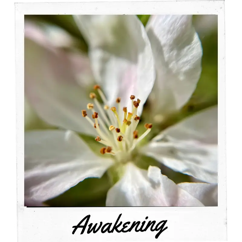 Chapel Sider Awakening