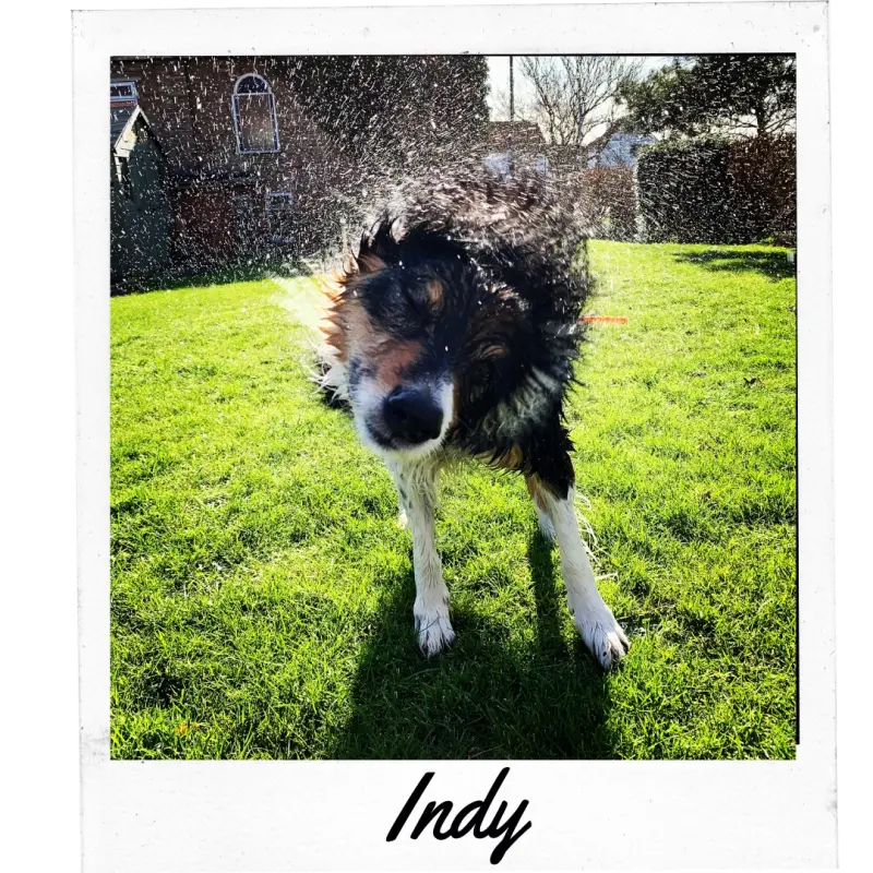 Chapel Sider Indy
