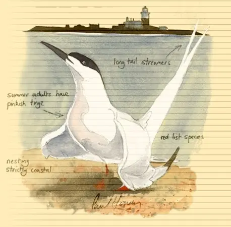 From The Notebook Roseate Tern