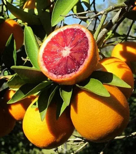 Human Robot Guava Blood Orange Coconut Splash