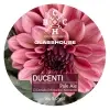 Chain House Brewing Ducenti