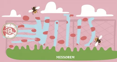 Messorem Bracitorium Vitis Riparia (2020)