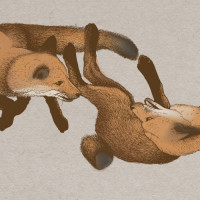 Speciation Artisan Ales Transpiration