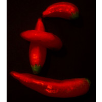 Elixir Mincendiary Device Aji Amarillo