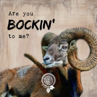 Brouwerij Hommeles Are You Bockin' To Me?