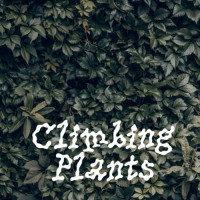 Zagovor Brewery Climbing Plants