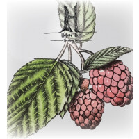 Hollow Tree Brewing Wild Series 2.1 Raspberry