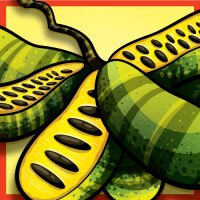 Nova Runda Fruit Expo: Paw Paw