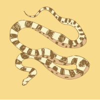 Nano Cinco Gopher Snake