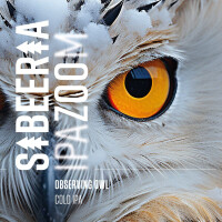 Sibeeria Observing Owl