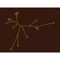 SPO 100% Bruxellensis