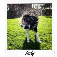 Chapel Sider Indy