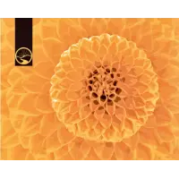 High Road Brewing (Canada) Bronan