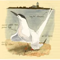 From The Notebook Roseate Tern