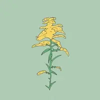 Nano Cinco Verge d'Or