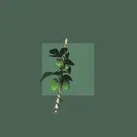 Nano Cinco Block 25