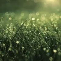 Zavod Garden Dew