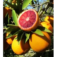 Human Robot Guava Blood Orange Coconut Splash