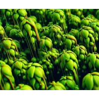 Maalstroom Double Green Spectrum