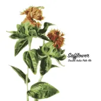 Fidens Brewing Company Safflower