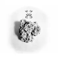 The Seed: A Living Beer Project Sculpture: Fig. 6