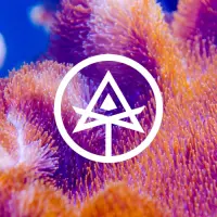 Autodidact Beer Free Fall into Foreign Waters #3