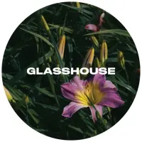 Glasshouse Beer Co Daylily