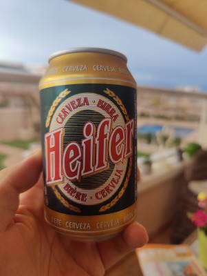 AndySnow's photo of Heifer