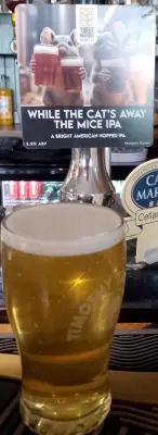 Deanso's photo of While the Cats Away The Mice IPA