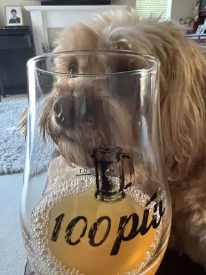 Grumbo's photo of Golden