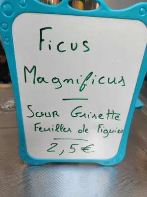 minutemat's photo of Ficus Magnificus
