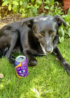 Grumbo's photo of Sabro Galaxy DDH IPA