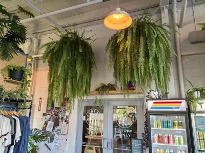 ogivlado's photo of Fox Street