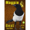 Magpie Brewery Best