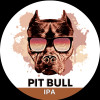 Złoty Pies Pit Bull