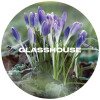 Glasshouse Beer Co Crocus
