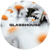 Glasshouse Beer Co Daisy