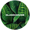 Glasshouse Beer Co Dracaena