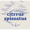 Browar Chmury Citrrus Spissatus