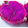 Human Robot Dragonfruit Prickly Pear Splash